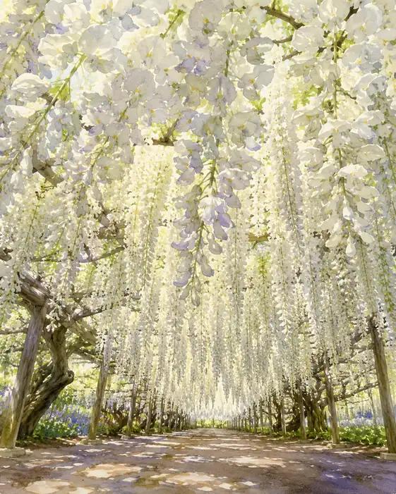 Beyond the White Wisteria, Time Unravels