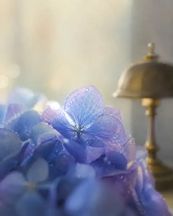 Morning Bell and the Waking Bloom