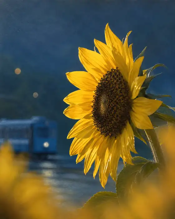 Twilight Rails and the Golden Petal