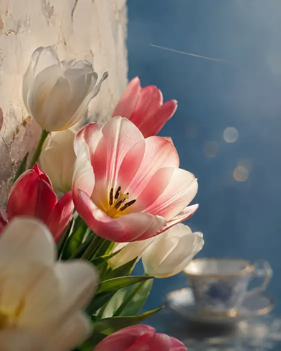 Morning Tulips by the Porcelain Cup