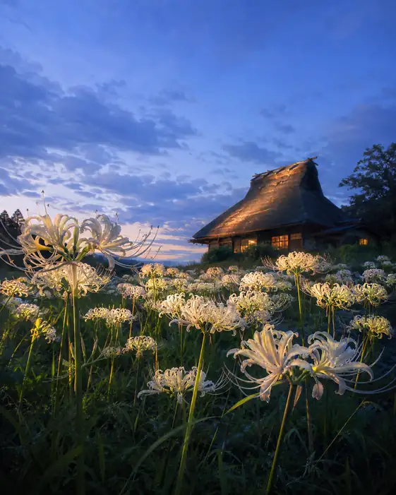 Evening Cottage in the Sea of White Blooms