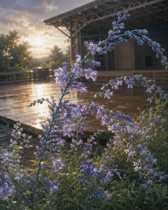 Twilight Stage and Blossoming Violet