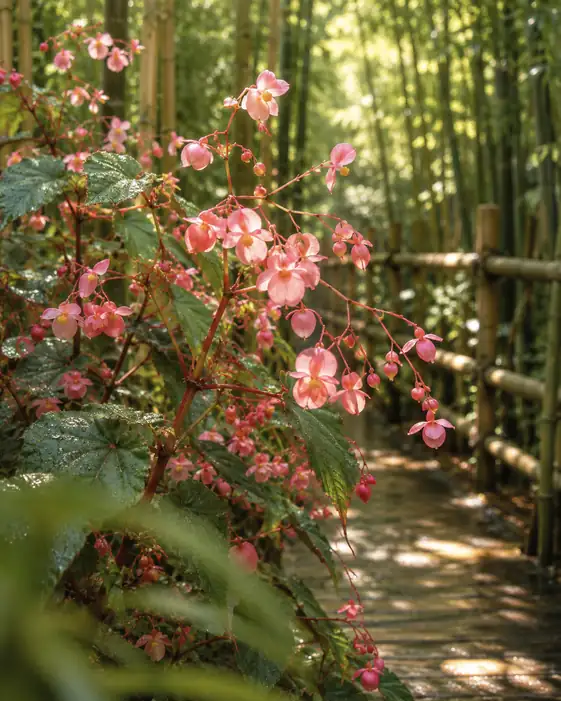 Bamboo Boardwalk and Pink Blossoms