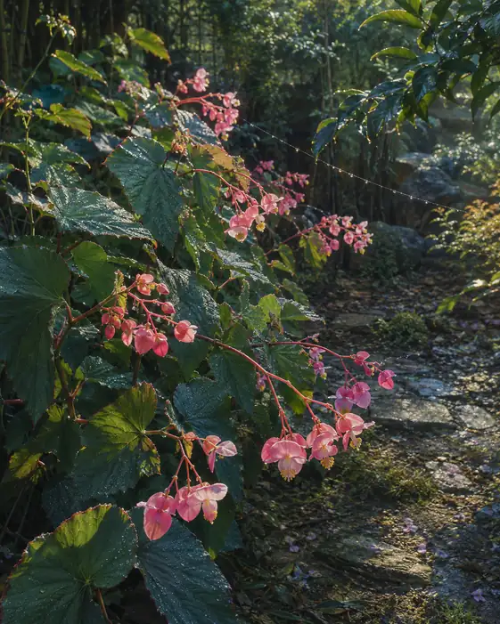 Morning Dew and Weeping Blooms