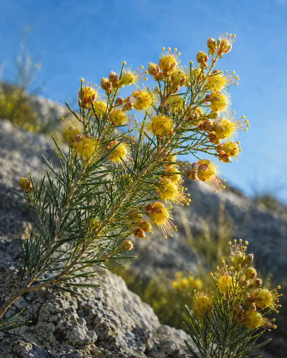 Golden Blooms on the Sunny Crag
