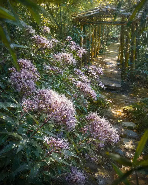 Sunlit Bamboo Path and Soft Blossoms