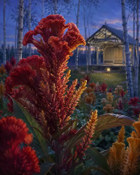 Crest of Fire in the Birch Grove