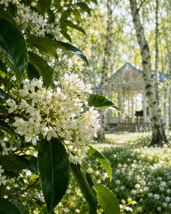 Glass Pavilion in the Birch Clearing