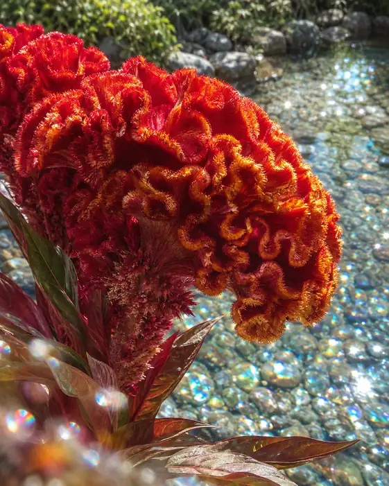 Crimson Ruffles Over the Shallows