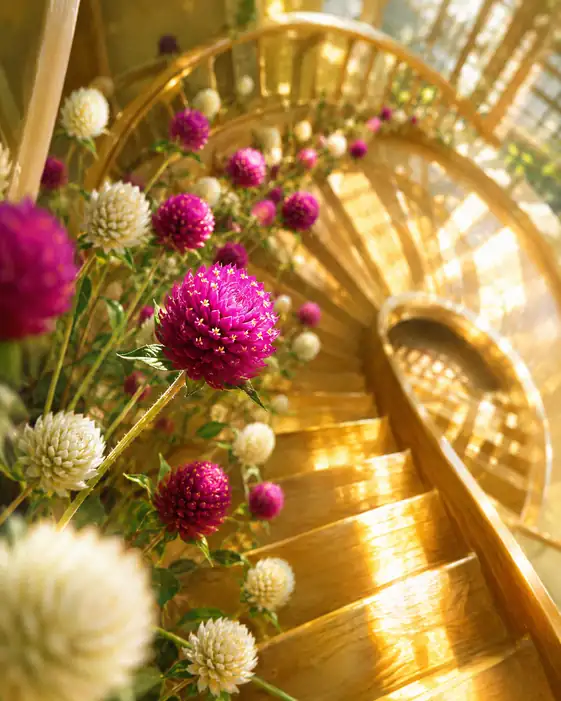Ascent of the Golden Spiral and Amaranth