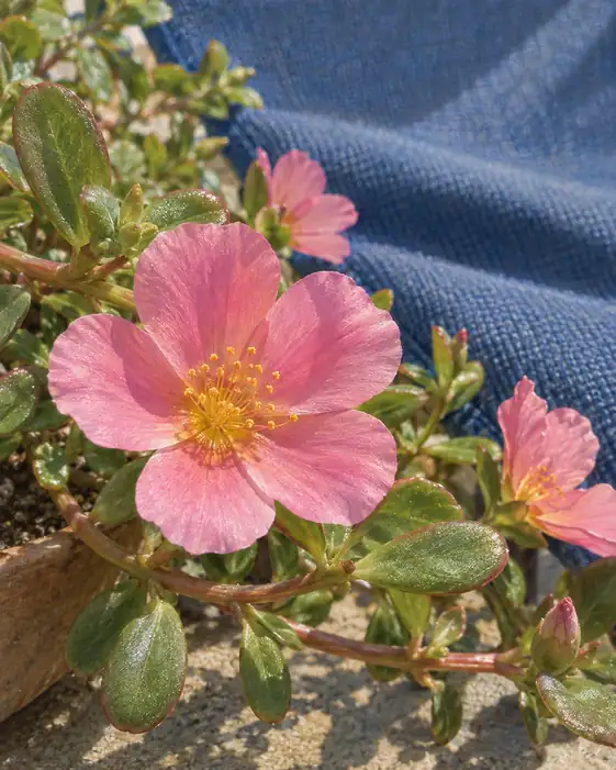 Pink Portulaca on Blue Denim