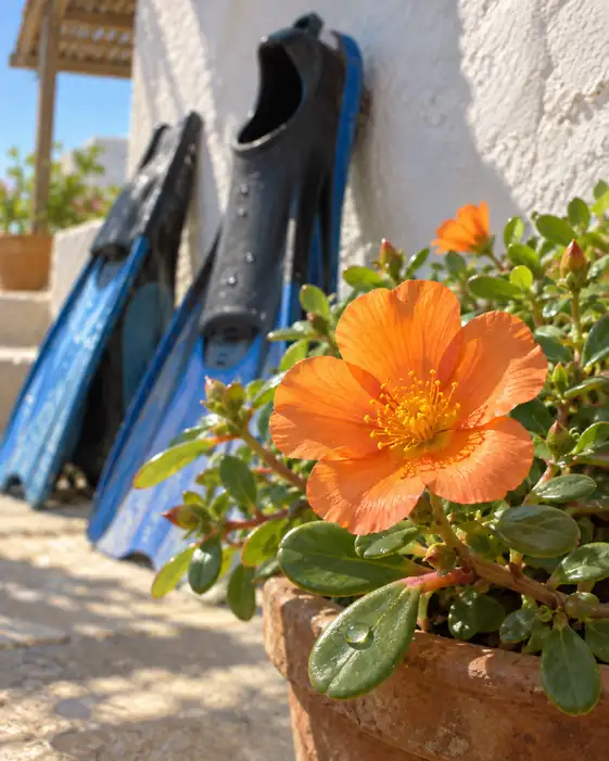 Diving Fins and Orange Portulaca