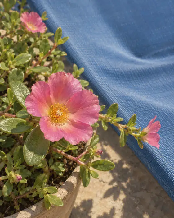 Blue Sunbed and Pink Portulaca