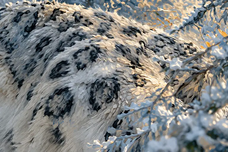 Golden Warmth on Frosted Camouflage