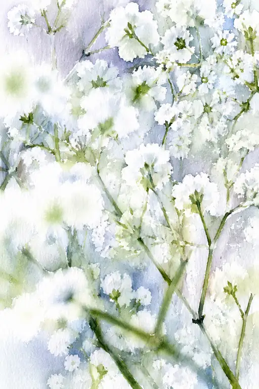 Soft Gypsophila on Paper