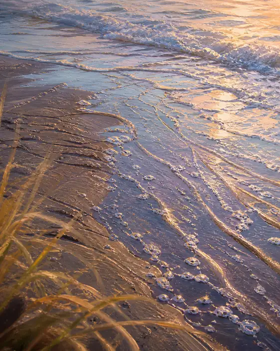 Golden Trace of the Receding Tide