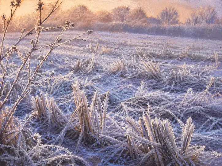 Gilded Awakening in the Frozen Field