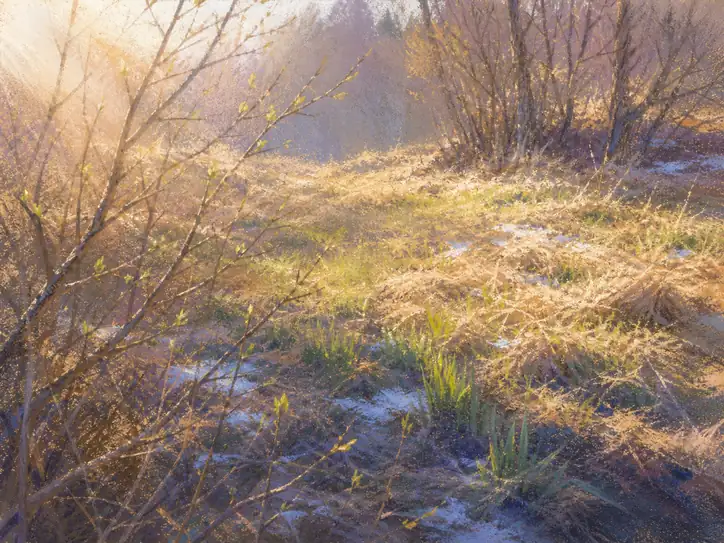 The Day the Forest Remembered How to Dream