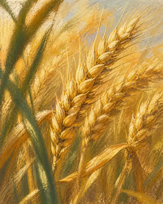 Golden Whispers of the Field