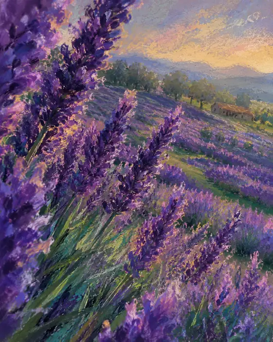 A Golden Dream of Lavender Fields