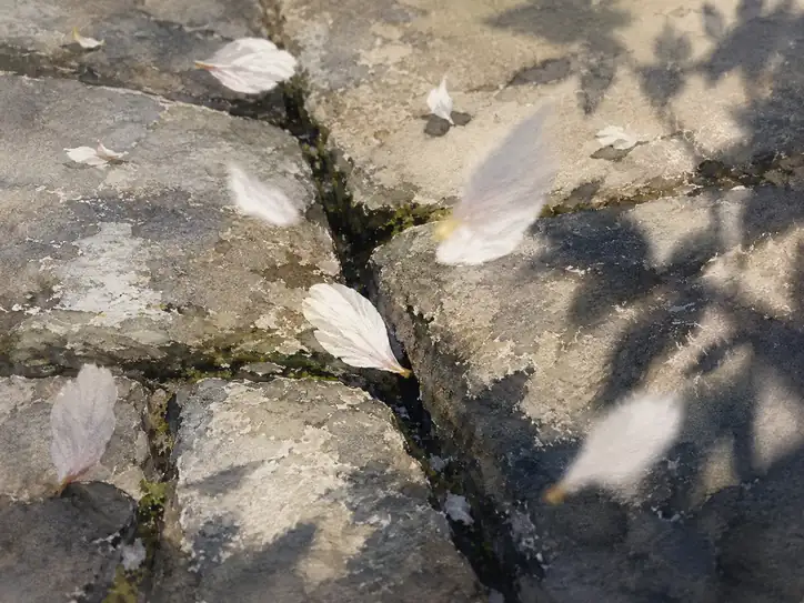 Wind, Whispers, and Cobblestones