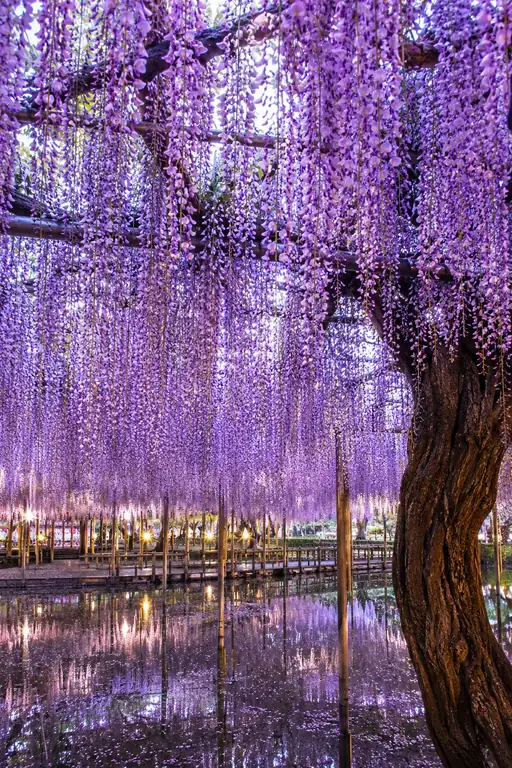 Mirror of the Violet Night