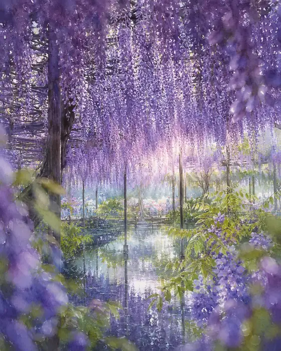 Wisteria Dreams Unravel on Water