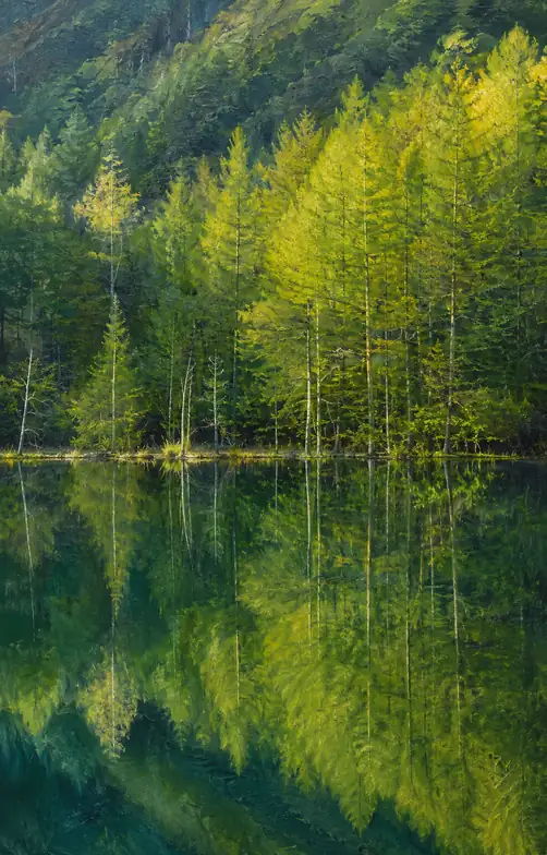 The Forest Dreams Below
