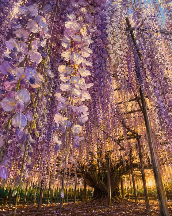 Where the Ancient Wisteria Holds the Sun