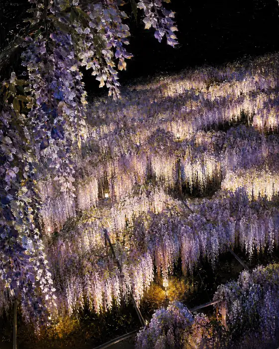 Violet Unfolding into Darkness