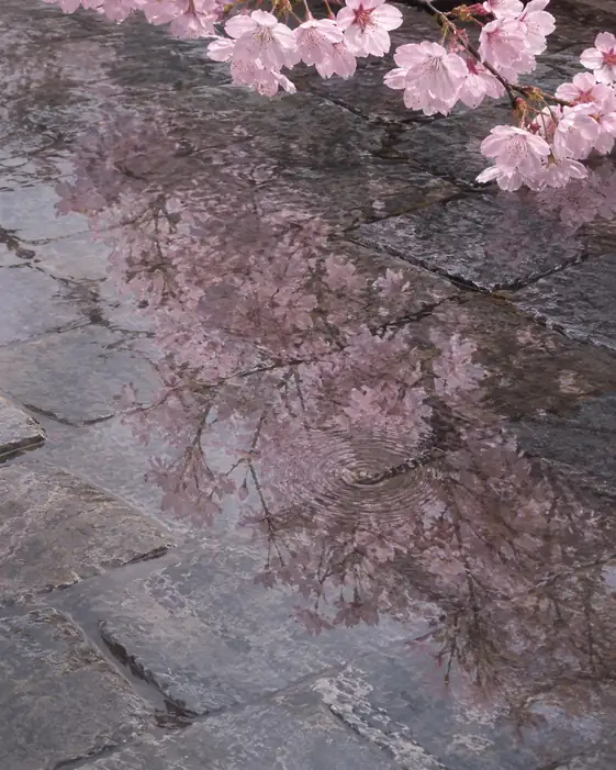 Cherry Raindrops in the Stone Mirror