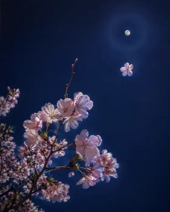 Slender Twigs Reaching for the Moon