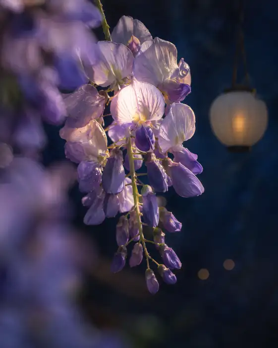 Solitary Wisteria Beneath the Night Lamp