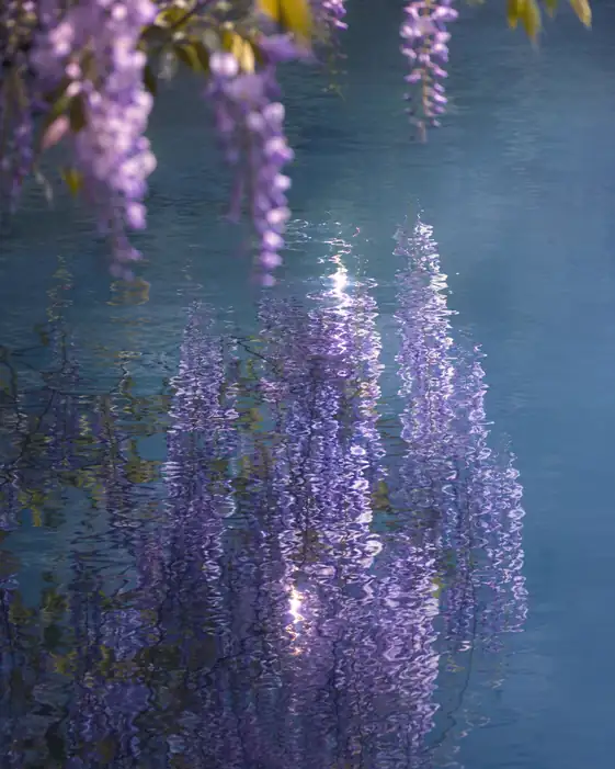 Ripples of Violet Across the Water