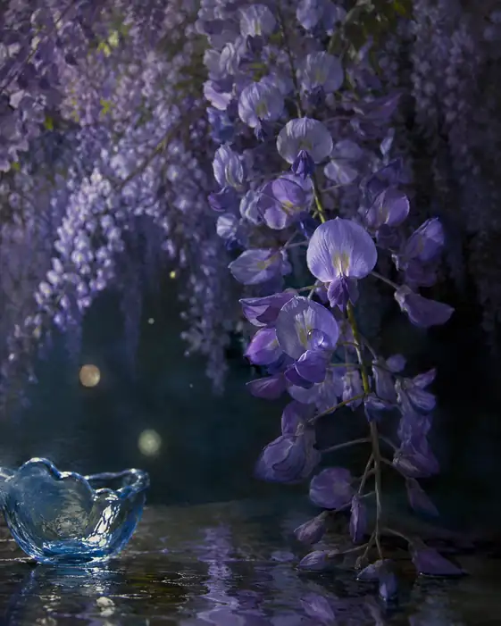 Sapphire Glass and Falling Violet Petals