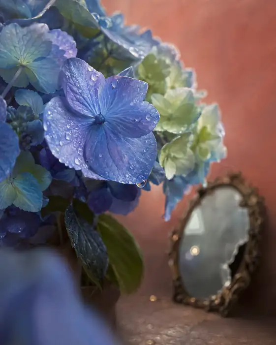 Azure Hydrangeas Beside the Vintage Mirror