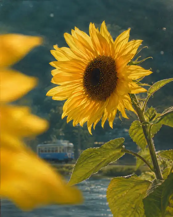 Summer Journey Along the Riverbank