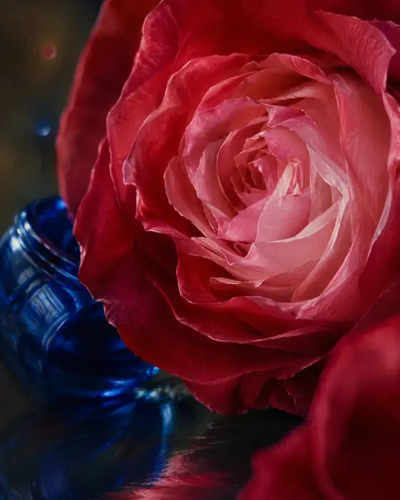 Velvet Petals and the Lapis Flacon