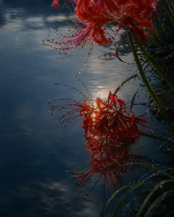 Sunset Sparkle on River Lycoris