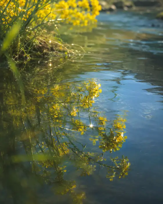 Spring Stream and Mustard Bloom Reflection
