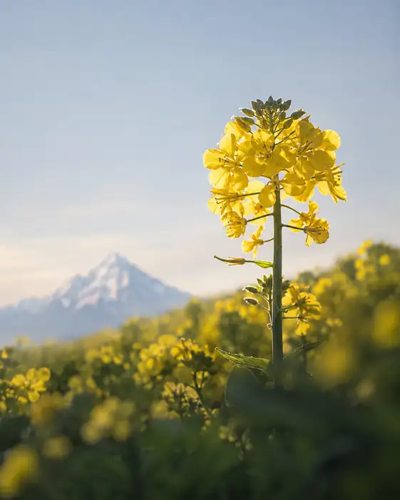 Alone in the Flower Field, Bathed in Light