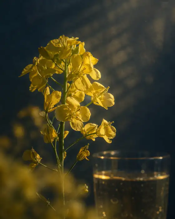 Morning Sunbeams and Golden Blossom