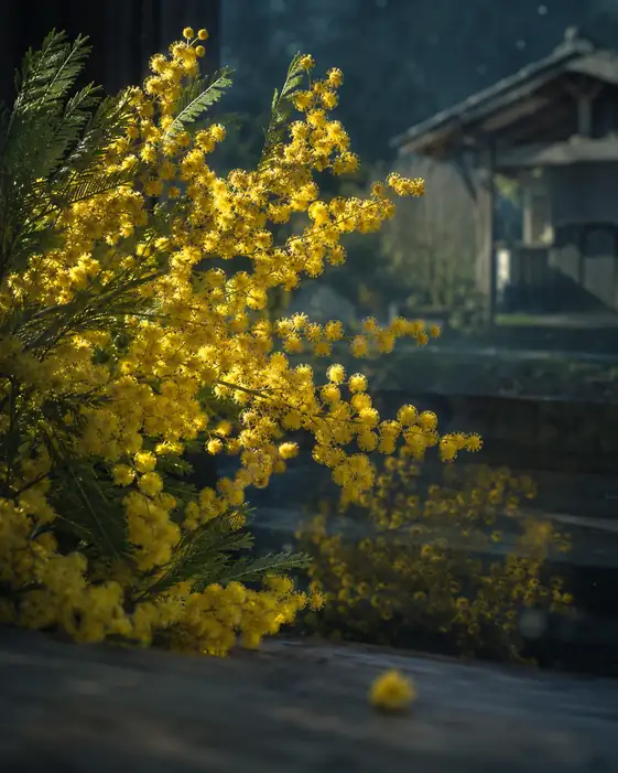 Mimosa in Bloom by the Wooden Station