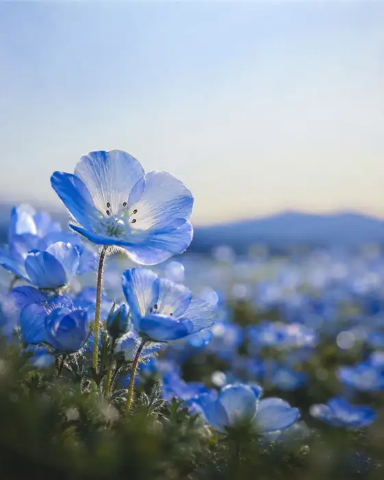Translucent Blue Petals at Dawn