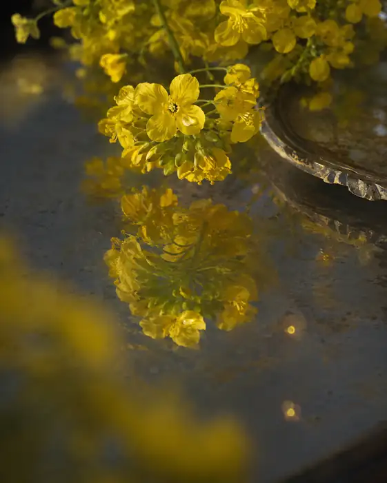 Canola Blossom on Silver Tray