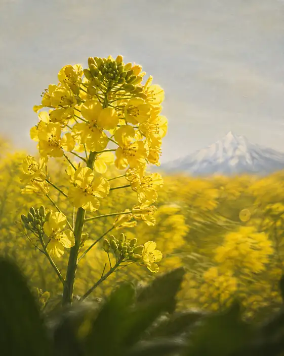 Field of Canola Beneath Snowy Crest