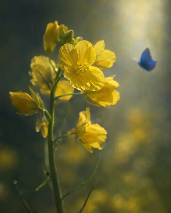 Blue Butterfly and Sunlit Canola Flower