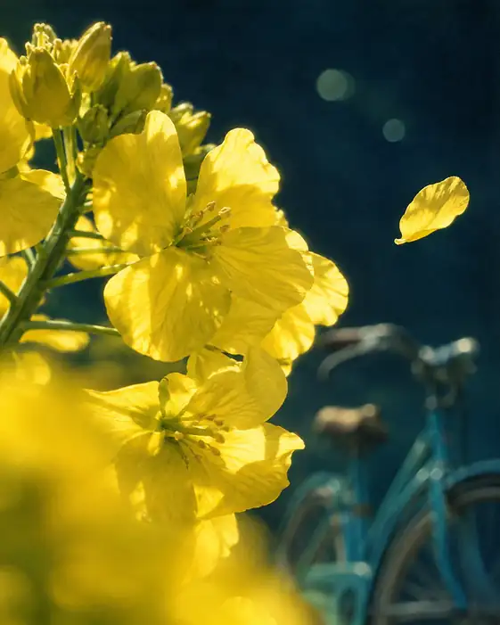 舞い散る菜の花と青い自転車