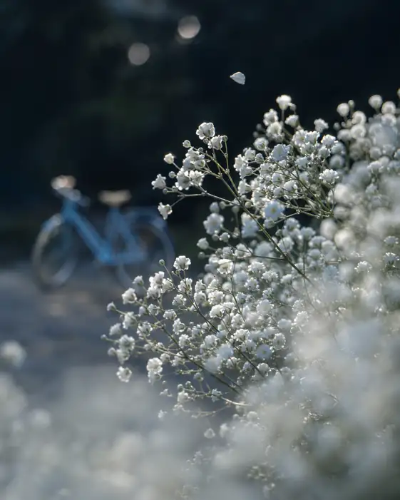 Baby's Breath and Blue Bicycle
