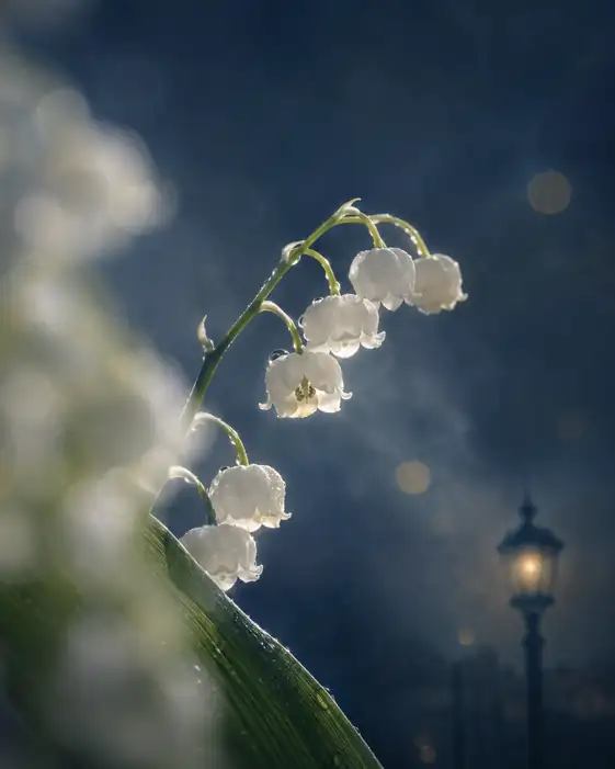 Lily of the Valley by Lantern Light